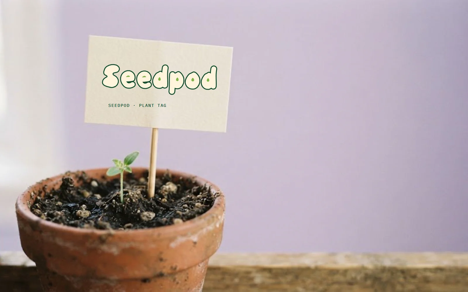 On a plant tag. The only photograph: Seedpod on a real plant tag.